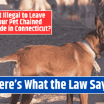 Is It Illegal to Leave Your Pet Chained Outside in Connecticut? Here's What the Law Says