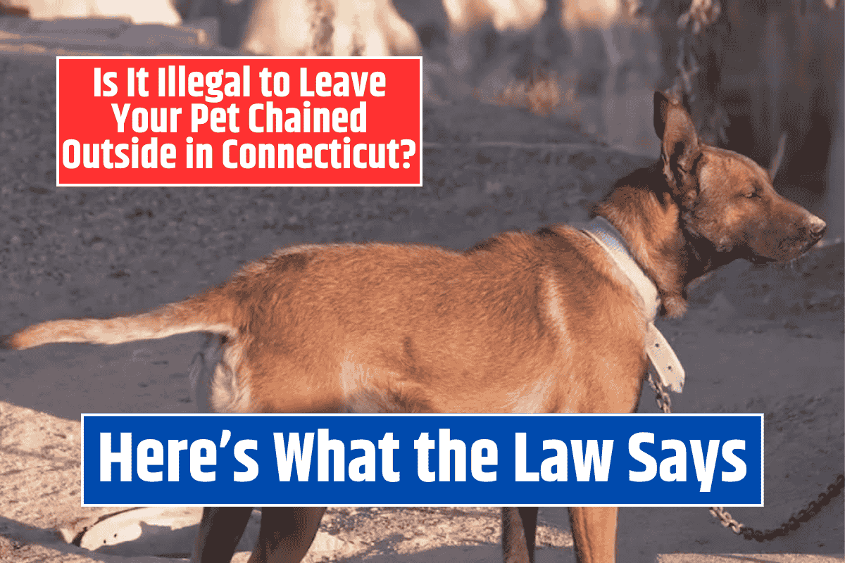 Is It Illegal to Leave Your Pet Chained Outside in Connecticut? Here's What the Law Says