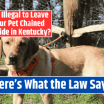Is It Illegal to Leave Your Pet Chained Outside in Kentucky? Here's What the Law Says