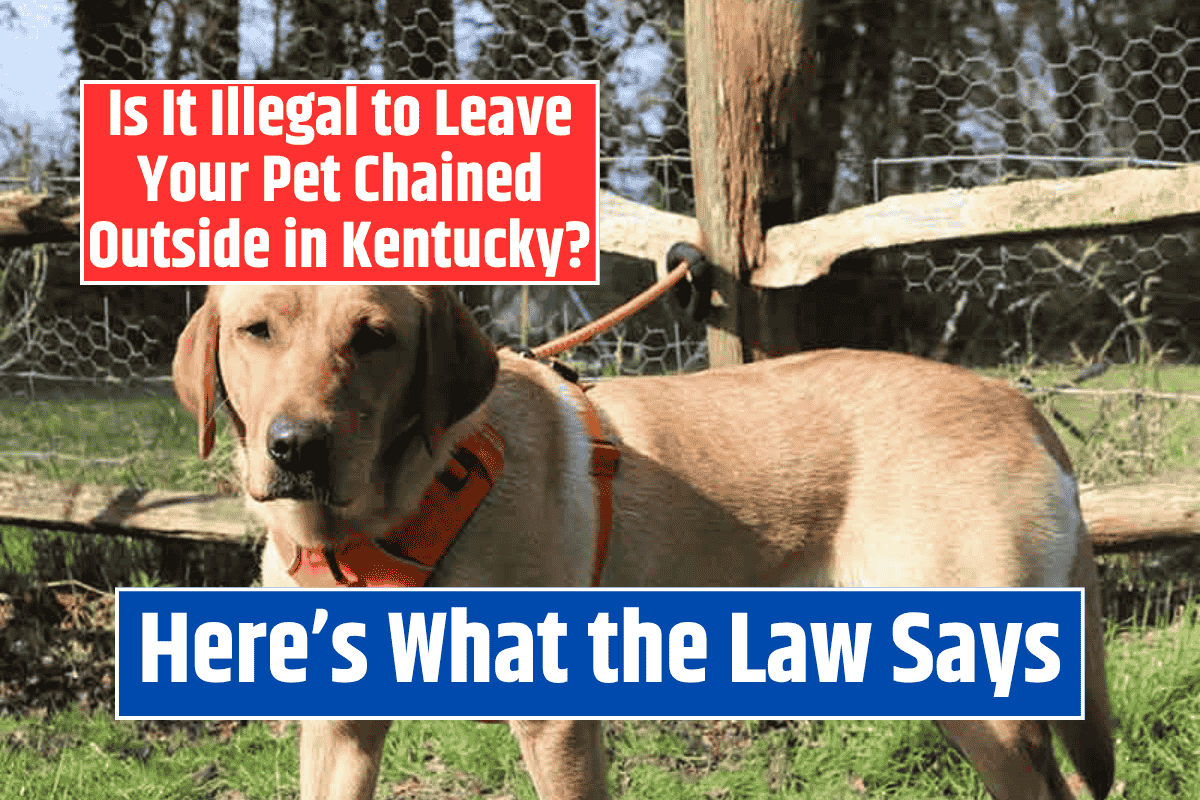 Is It Illegal to Leave Your Pet Chained Outside in Kentucky? Here's What the Law Says