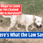Is It Illegal to Leave Your Pet Chained Outside in Maryland? Here's What the Law Says