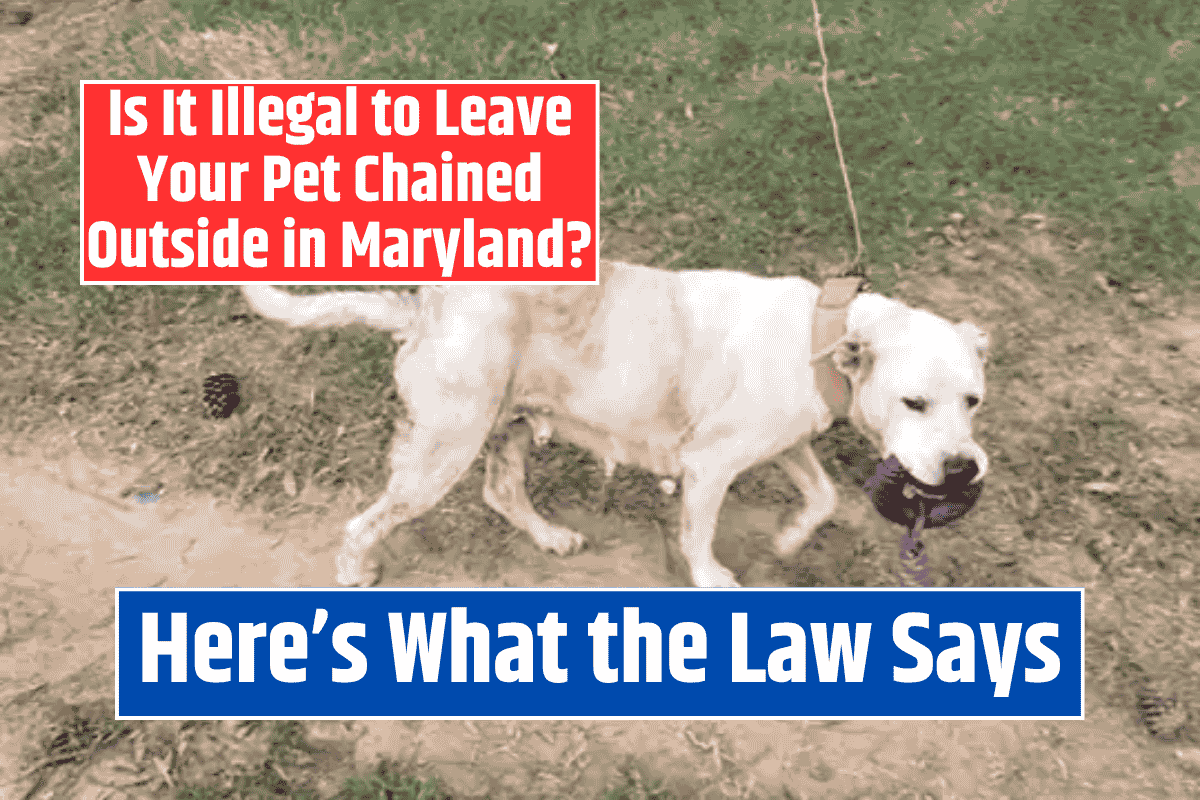 Is It Illegal to Leave Your Pet Chained Outside in Maryland? Here's What the Law Says