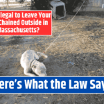 Is It Illegal to Leave Your Pet Chained Outside in Massachusetts? Here's What the Law Says