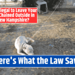 Is It Illegal to Leave Your Pet Chained Outside in New Hampshire? Here's What the Law Says