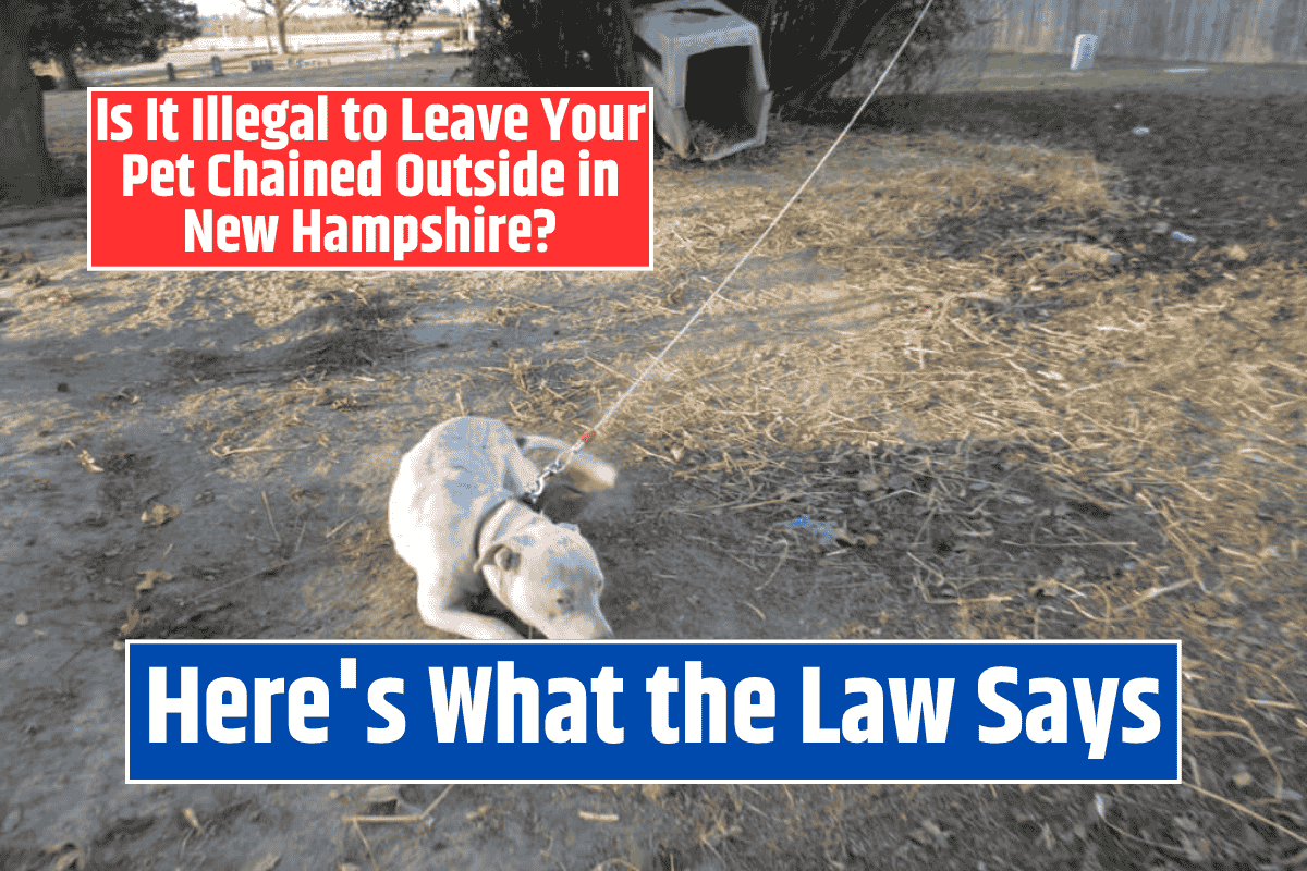 Is It Illegal to Leave Your Pet Chained Outside in New Hampshire? Here's What the Law Says