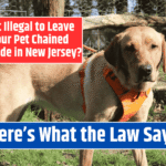 Is It Illegal to Leave Your Pet Chained Outside in New Jersey? Here's What the Law Says