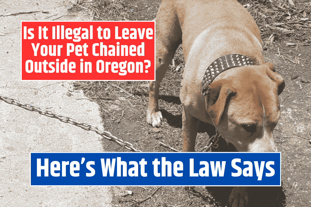 Is It Illegal to Leave Your Pet Chained Outside in Oregon? Here's What the Law Says
