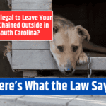 Is It Illegal to Leave Your Pet Chained Outside in South Carolina? Here's What the Law Says