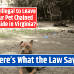 Is It Illegal to Leave Your Pet Chained Outside in Virginia? Here's What the Law Says