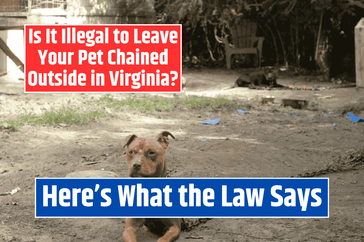 Is It Illegal to Leave Your Pet Chained Outside in Virginia? Here's What the Law Says