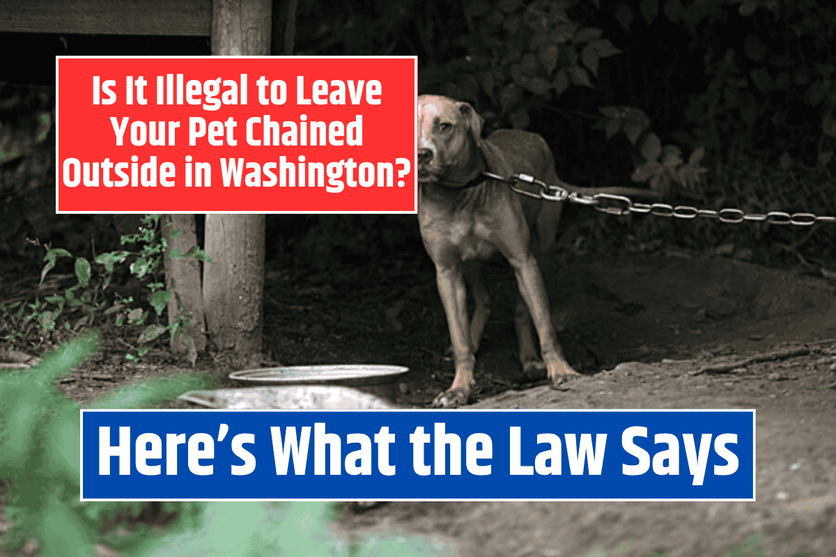 Is It Illegal to Leave Your Pet Chained Outside in Washington? Here's What the Law Says